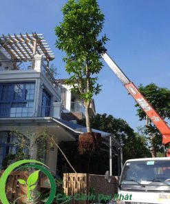 Cây ngọc lan đang được cẩu lên để trồng cho khách