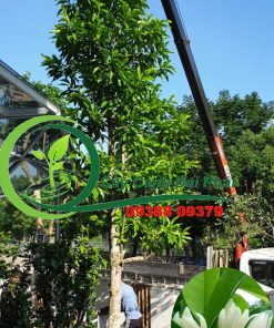 trồng xong cây ngọc lan cho khách tphcm