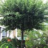 Bán cây đào tiến dáng đẹp tán đẹp