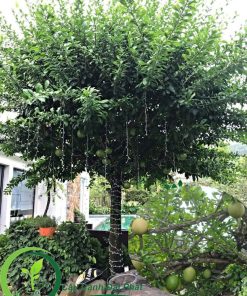 Bán cây đào tiến dáng đẹp tán đẹp