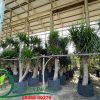Các cây phát tài núi cổ thụ được dâm ủ khoẻ mạnh tại Đại Phát