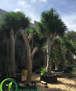 Các cây phát tài núi cổ thụ được dâm ủ khoẻ mạnh tại Đại Phát