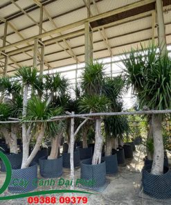 Các cây phát tài núi cổ thụ được dâm ủ khoẻ mạnh tại Đại Phát