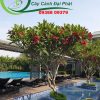 2 cây sứ đại hoa đỏ trồng tại bể bơi cho khách