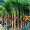 Cây chà là loại nhỏ tại Đại Phát