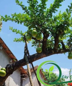 Cây đào tiên đang ra trái tại đại phát
