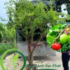 Cây sơ ri chuẩn bị lên xe giao cho khách