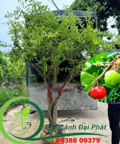 Cây sơ ri chuẩn bị lên xe giao cho khách