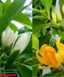 hoa ngọc lan trắng và hoa ngọc lan vàng