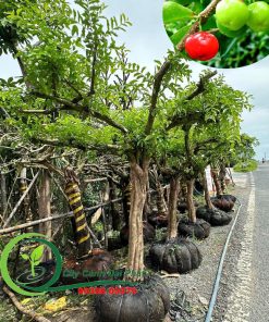 Bán 15 cây sơ ri cho khách