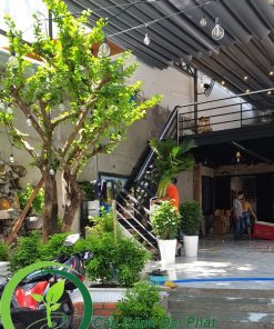 Trồng cây đào tiên tại quán ăn cho khách