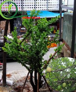 Trồng cây đào tiên cho quán cafe