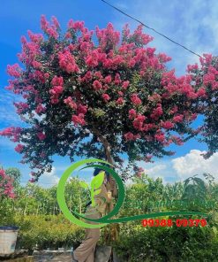 Mua bán cây Tường Vi tại HCM | Giá tốt, giao hàng tận nơi