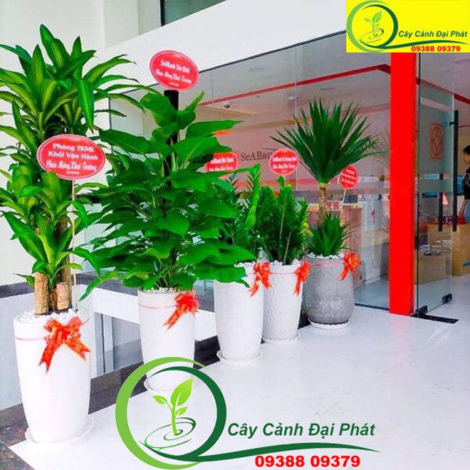 Top Cây Cảnh Tặng Khai Trương Nhà Hàng, Công Ty Hot Nhất 2024