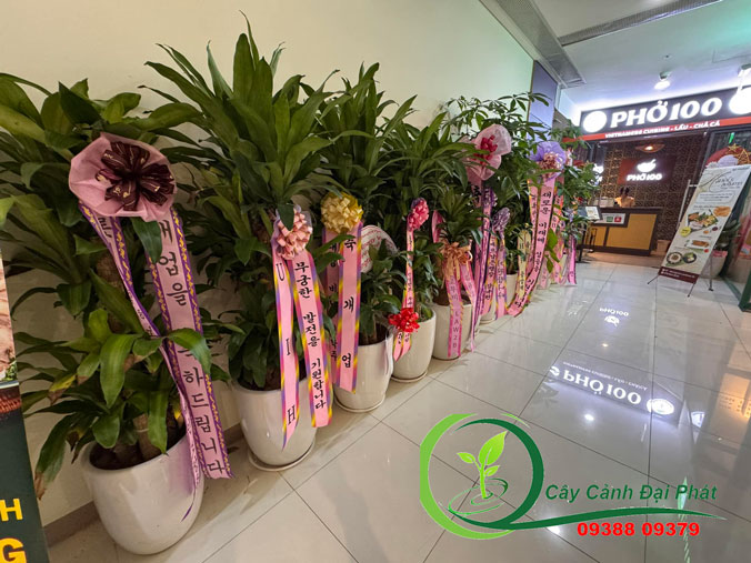 Top 10 Cây Cảnh Tặng Khai Trương Hot Nhất 2024 tại TPHCM