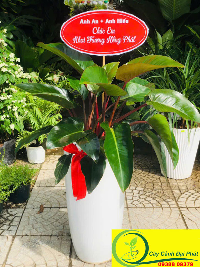 Cây Trầu Bà Đế Vương: Uy Quyền và Thành Công Vững Bền