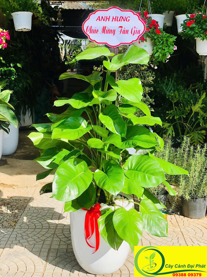 Cây Trầu Bà Leo Cột: Sức Sống Mãnh Liệt và Thịnh Vượng